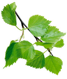 Arktiset aromit - Koivu