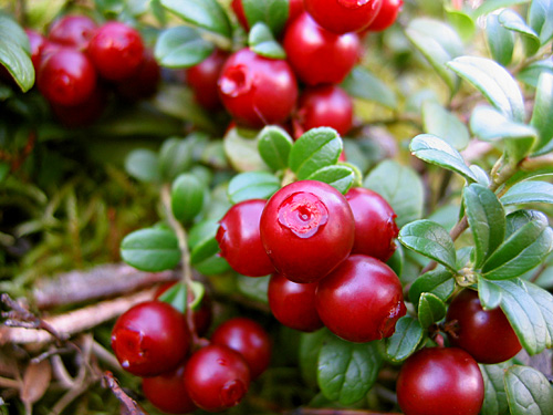 Characteristics Of Lingonberry Plants