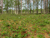 s_lakka02.jpg