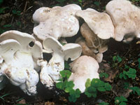 s_lampaankaapa01.jpg
