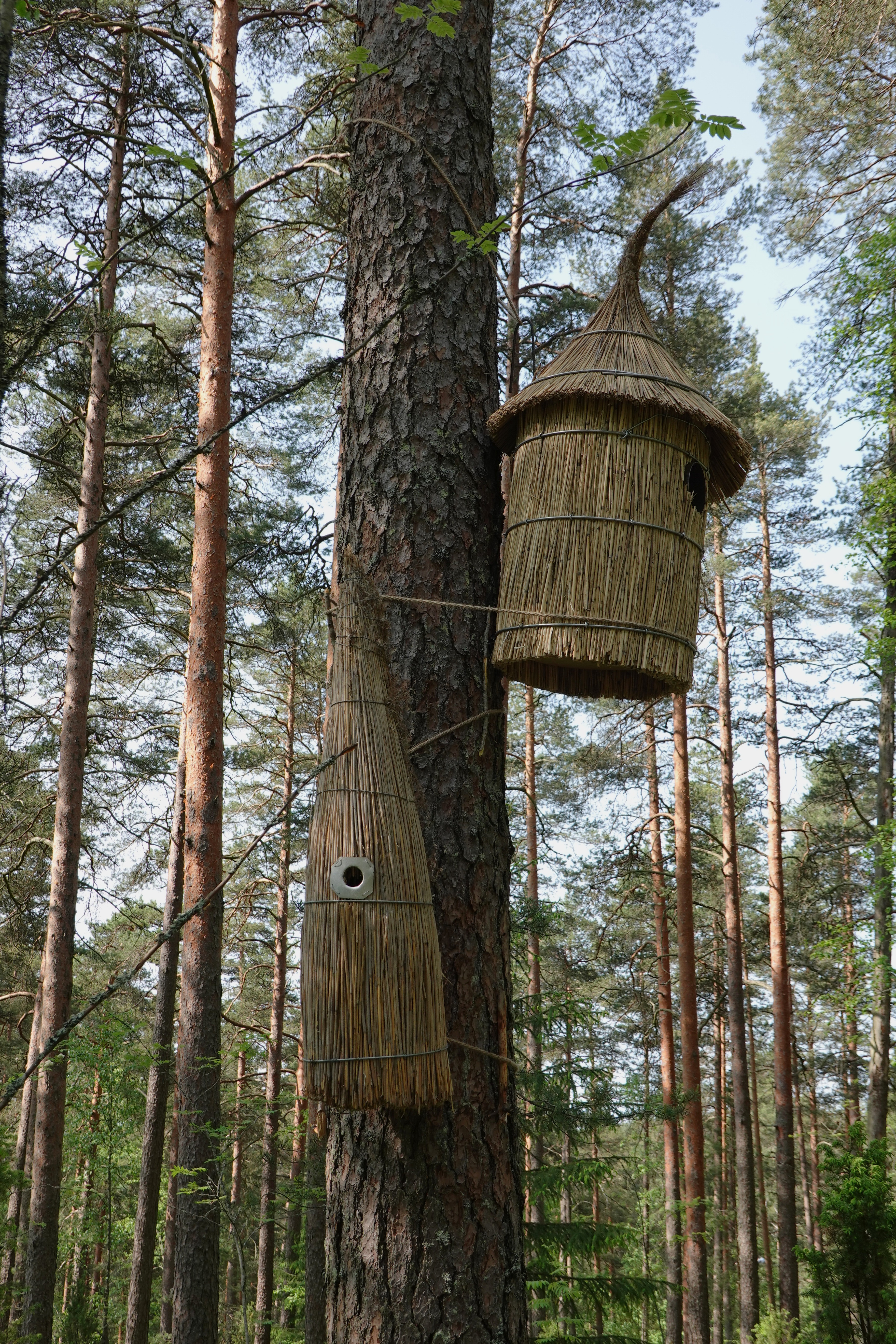 linnunpönttöjä DSC02853.JPG