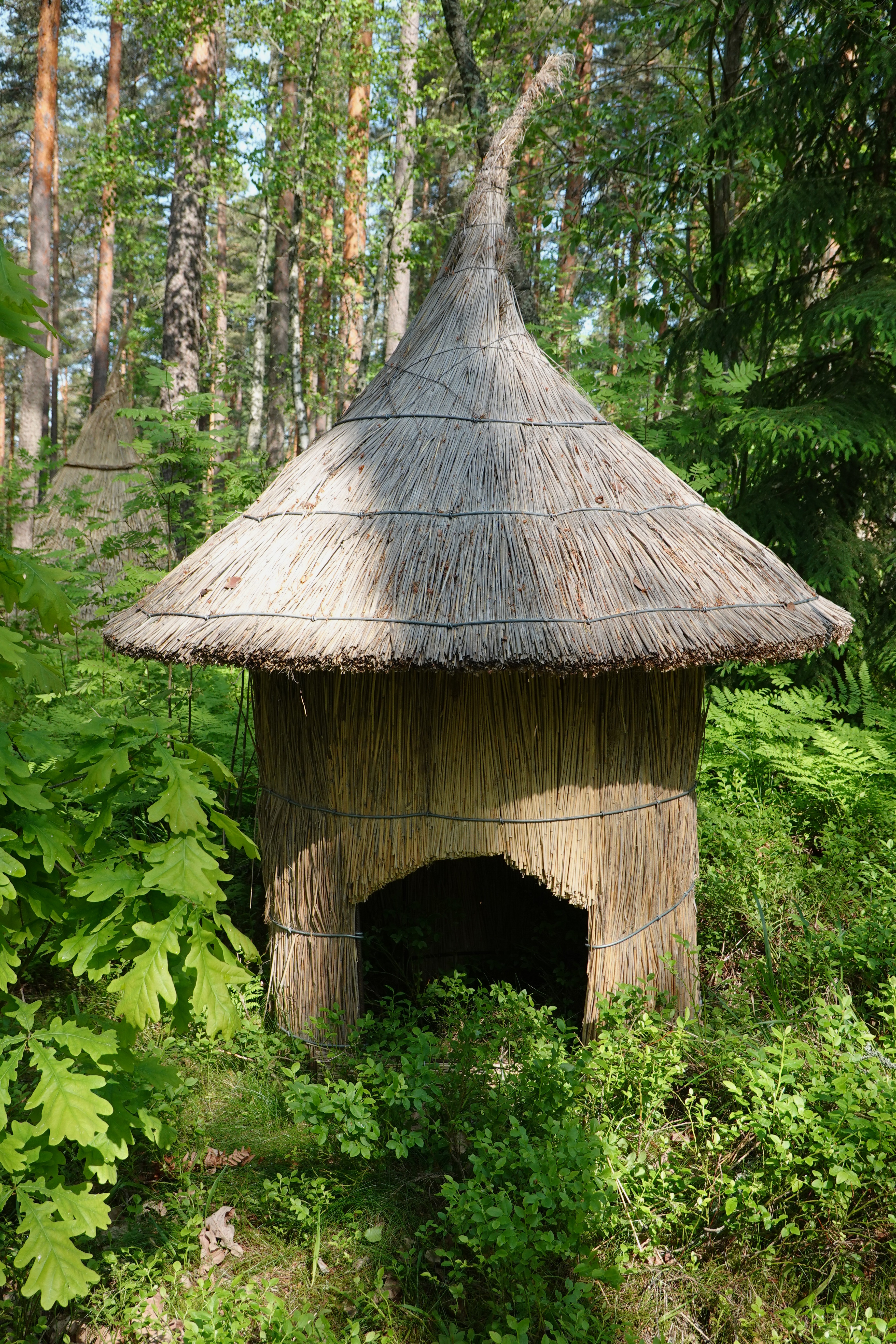 metsämökki DSC02854.JPG