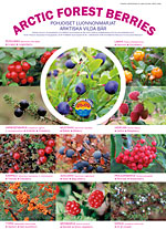 arcticforestberries_juliste.jpg