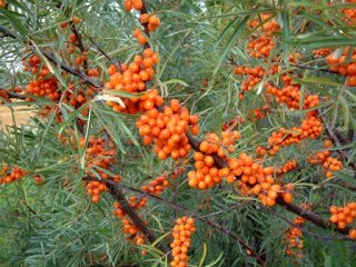 Flavonolit ja fenolihapot Pohjolan marjoissa