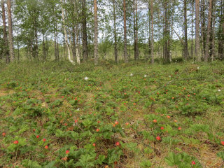 Kasvisoluviljelmät pohjoisista marjoista: fenolit, karotenoidit ja vaikutukset