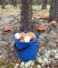 Sienestä Oy