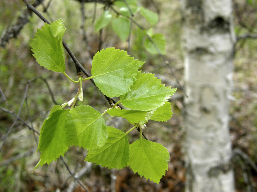 Koivujuoma