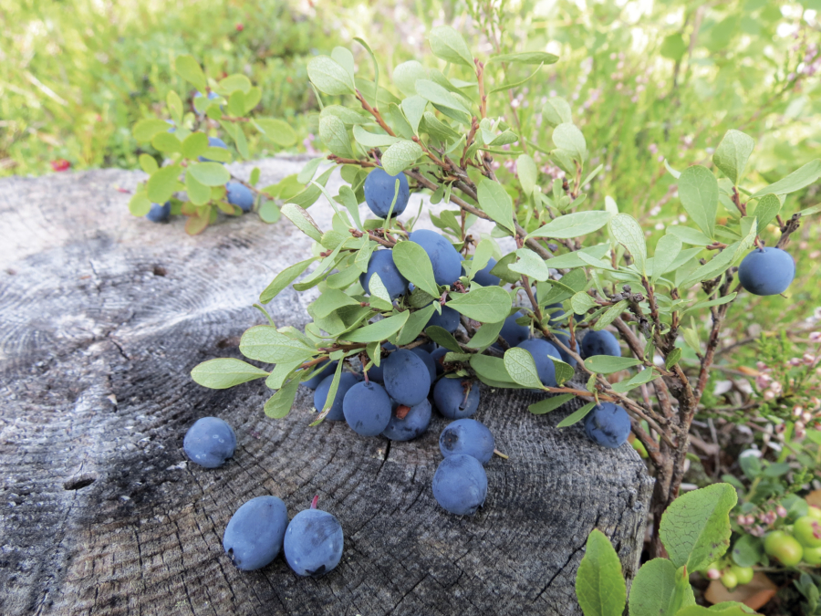 Juolukka-tuorejuustomaljat