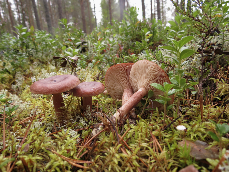 Metsäsieni-porkkanakeitto