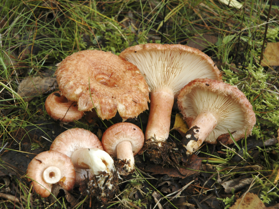 Rouskulevite