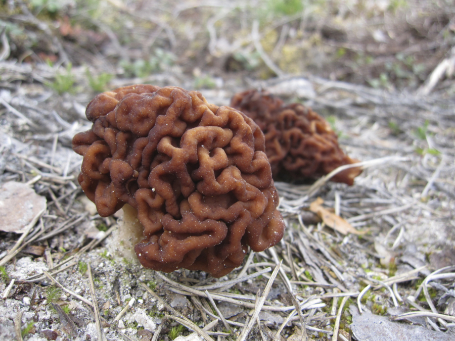 Hienostunut lisäkerisotto korvasienistä