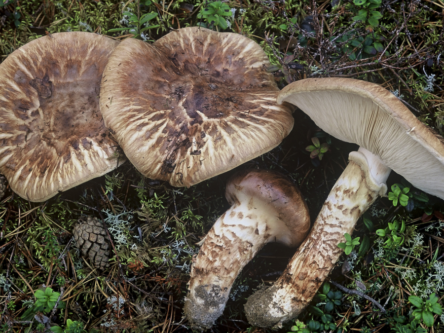 Tuoksuvalmuskapiparit