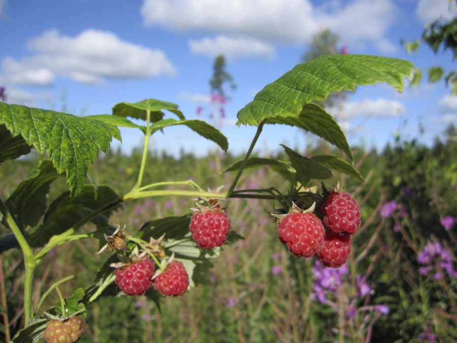 Yrttijuomasekoitus