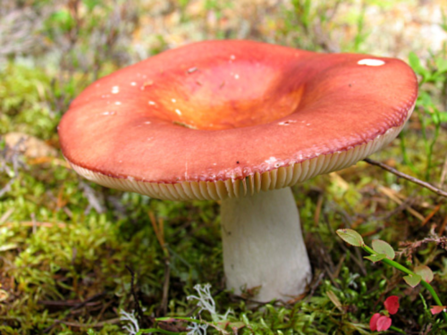 Haperokaviaari