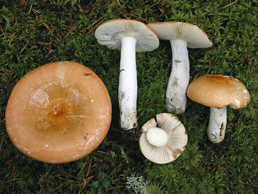 Haperolasagne