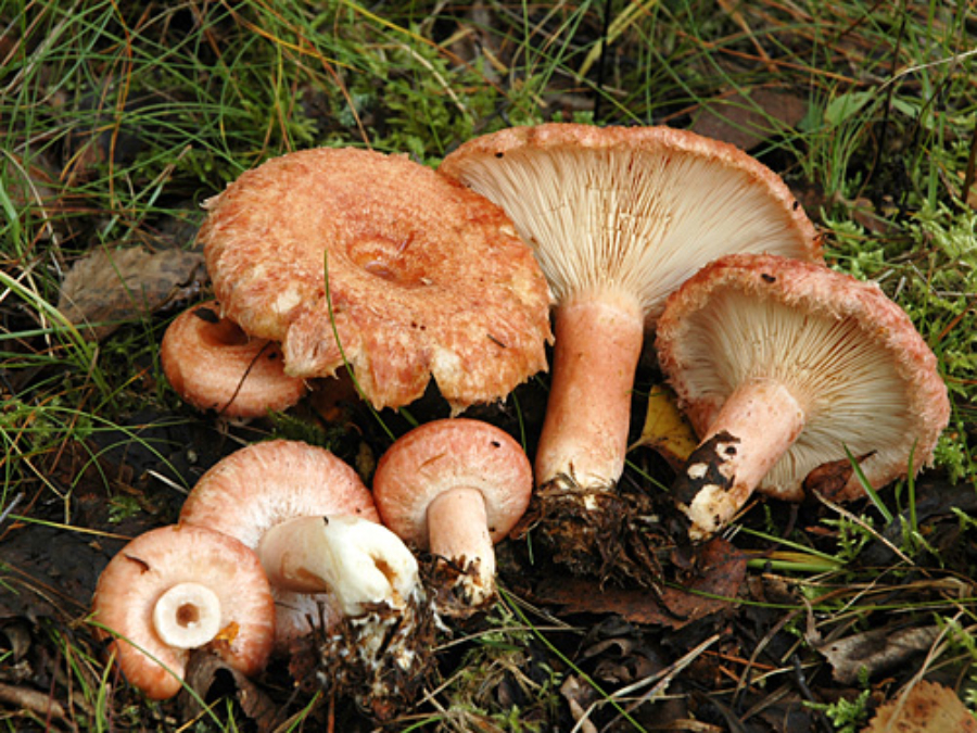 Rousku-jauhelihapihvit