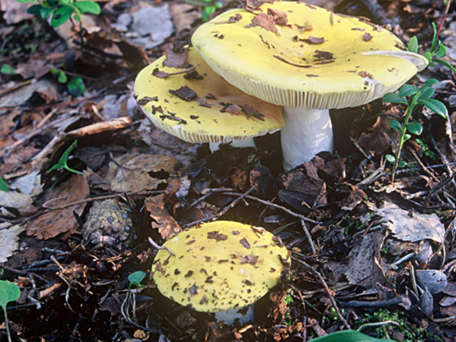 Haperopiirakka