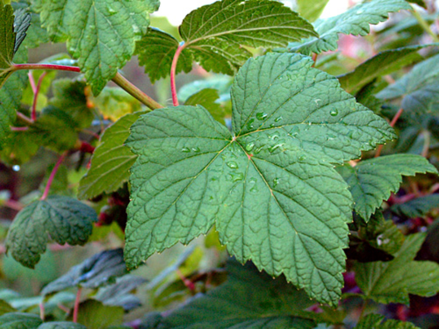 Mustaherukanlehtijuoma