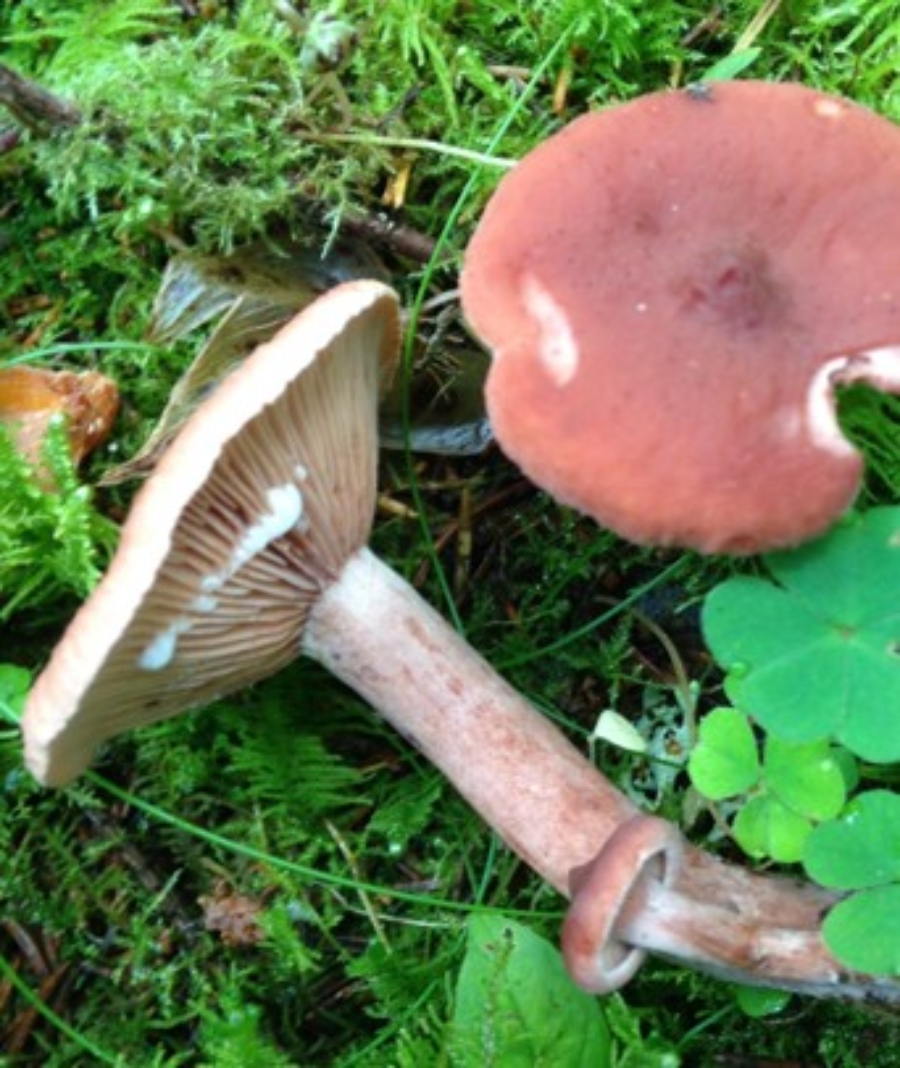 Sikurirouskukorppuset